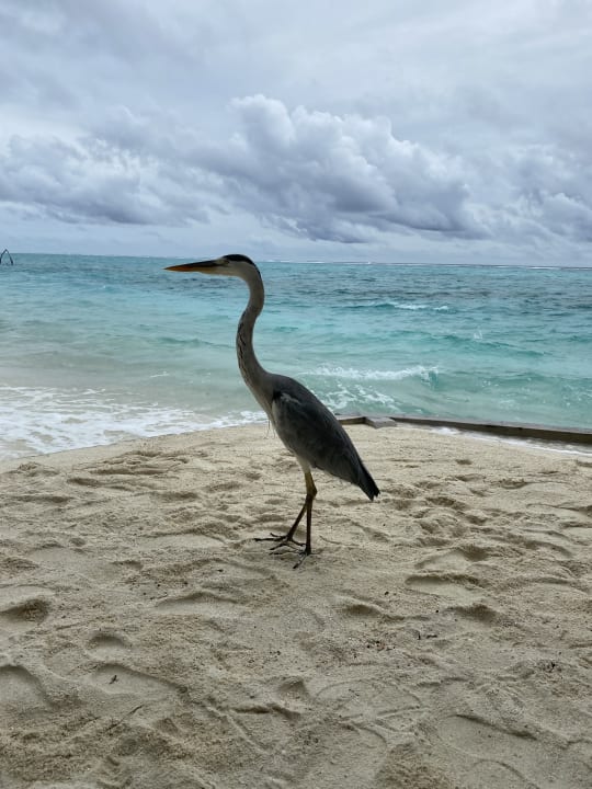 Strand Summer Island Maldives