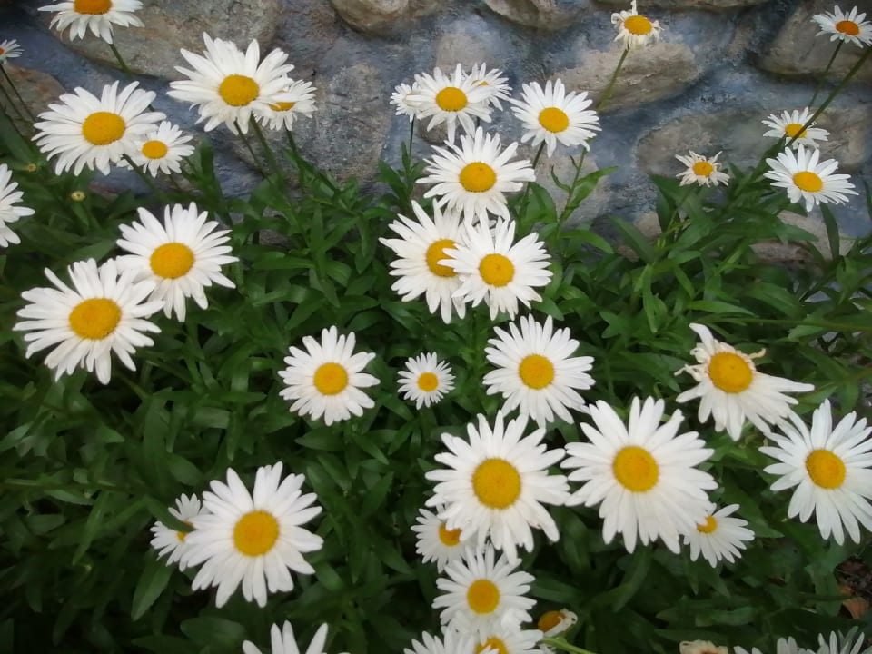 Gartenanlage Family Hotel Lago