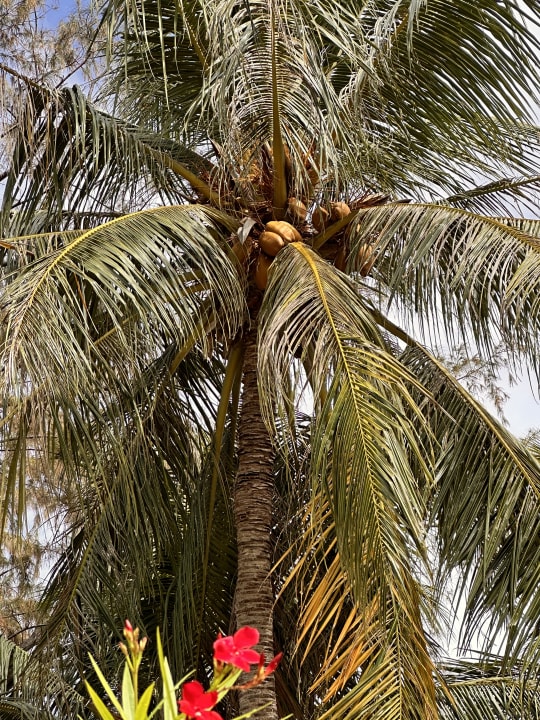 Gartenanlage Centara Ras Fushi Resort & Spa Maldives