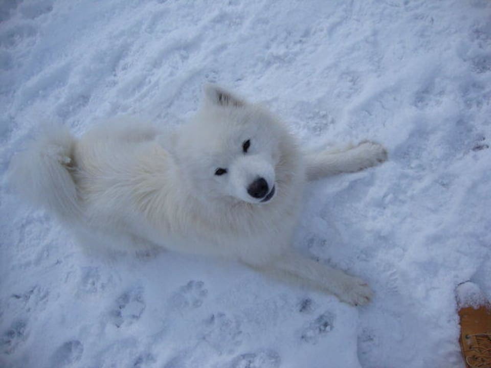 Shira der Hofhund Winnewieser Hof