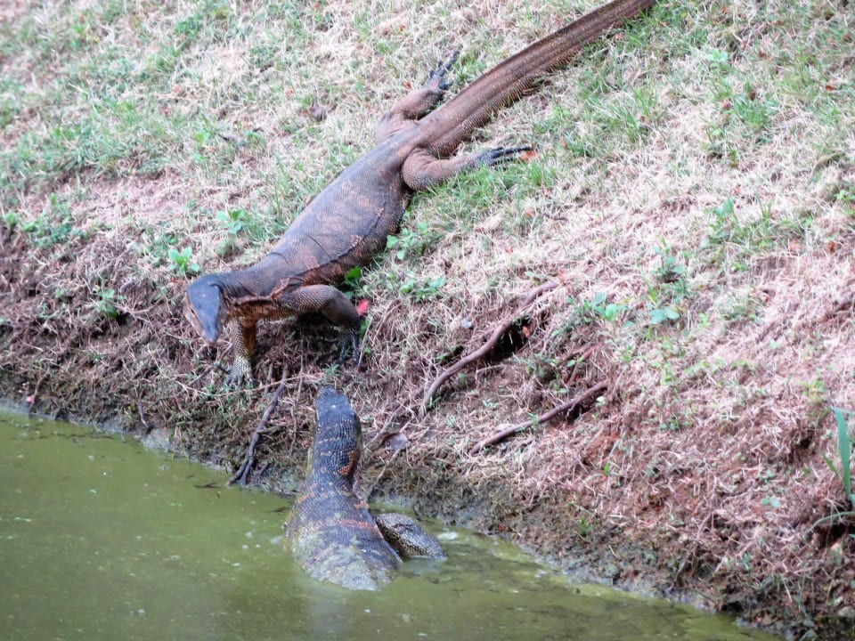 Teichbewohner Khaolak Laguna Resort