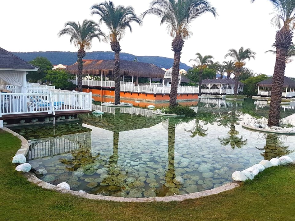 Ogrodowe stawy TUI BLUE Tropical