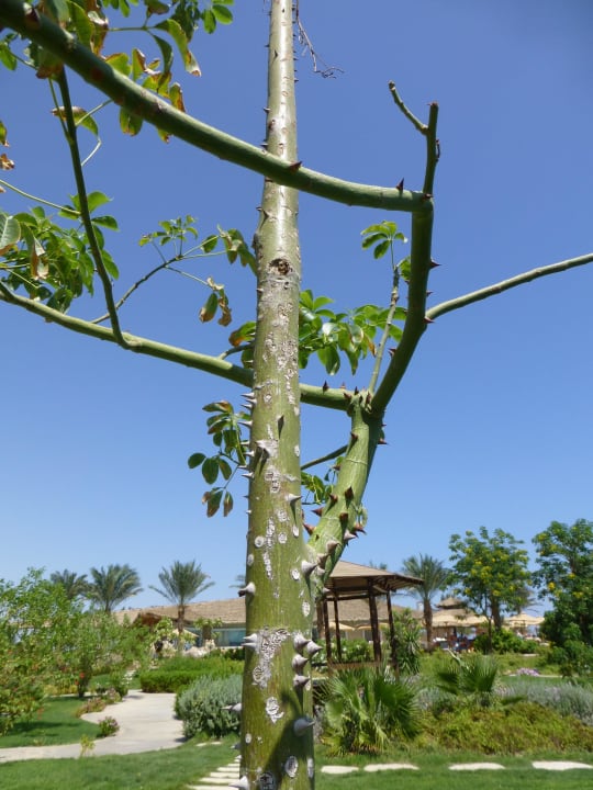 Pflanzenvielfalt Amwaj Beach Club Abu Soma Resort
