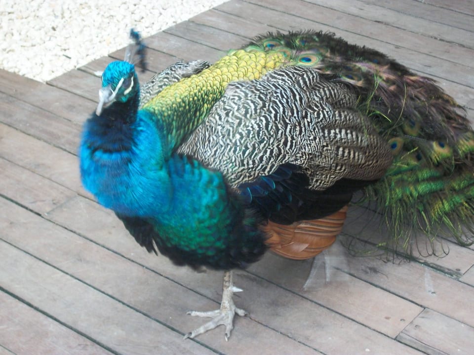 Pfau Grand Sirenis Punta Cana Resort & Aquagames