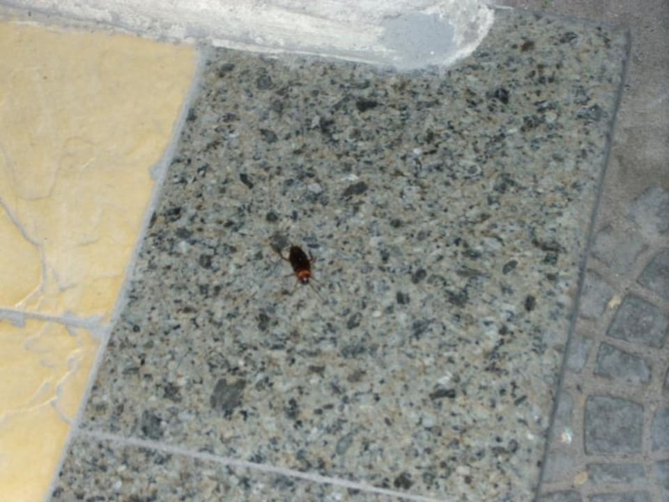 Golden 5 Deluxe Blend Club Aqua Resort