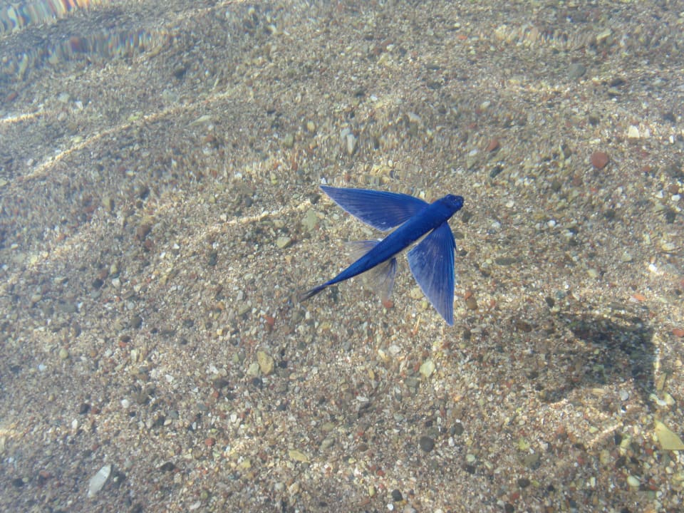 Czy to ptak czy ryba? Turunc Resort Hotel