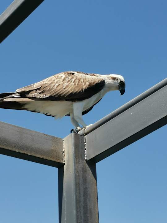 Sonstiges Jaz Solaya