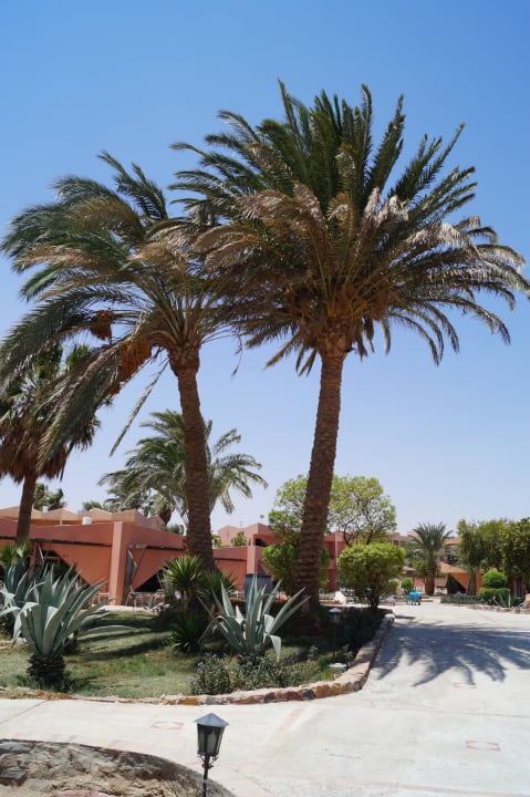 Gepflegte Gartenanlage mit tollen Palmen Eagles Paradise Abu Soma