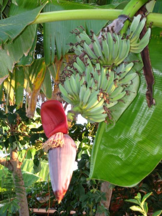 Бананы Pine House by Werde Hotels