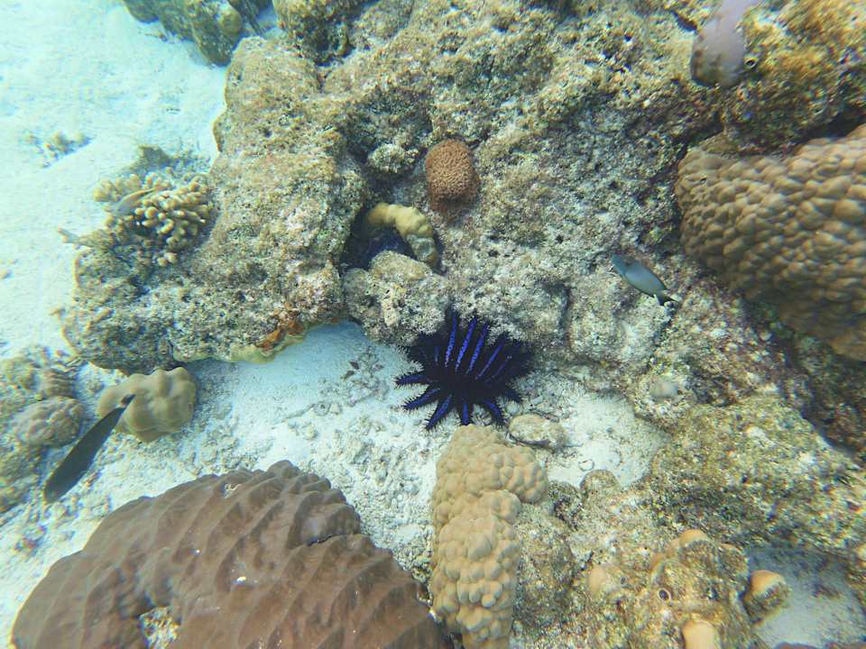 Sport & Freizeit Summer Island Maldives