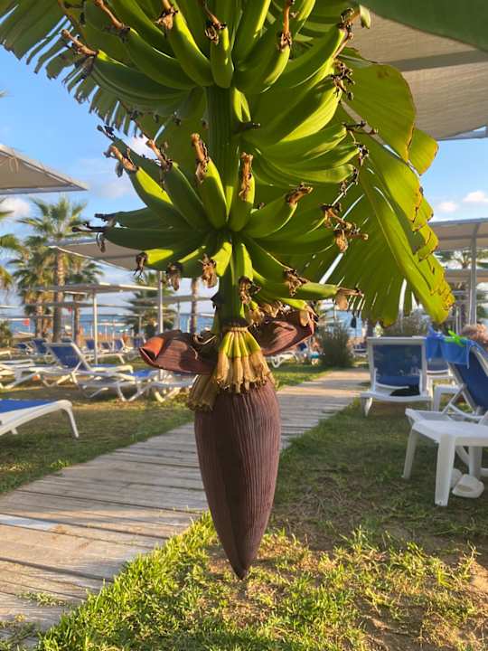 Strand Hotel Süral Resort