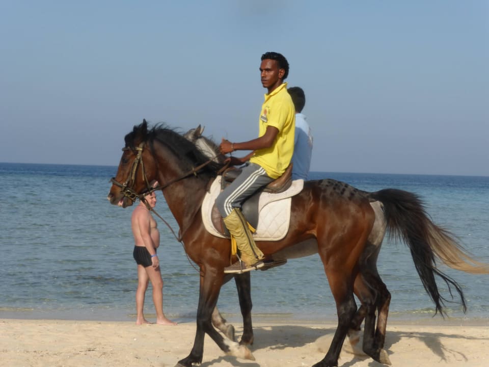 Hotel - Pferde Hotel Gorgonia Beach Resort