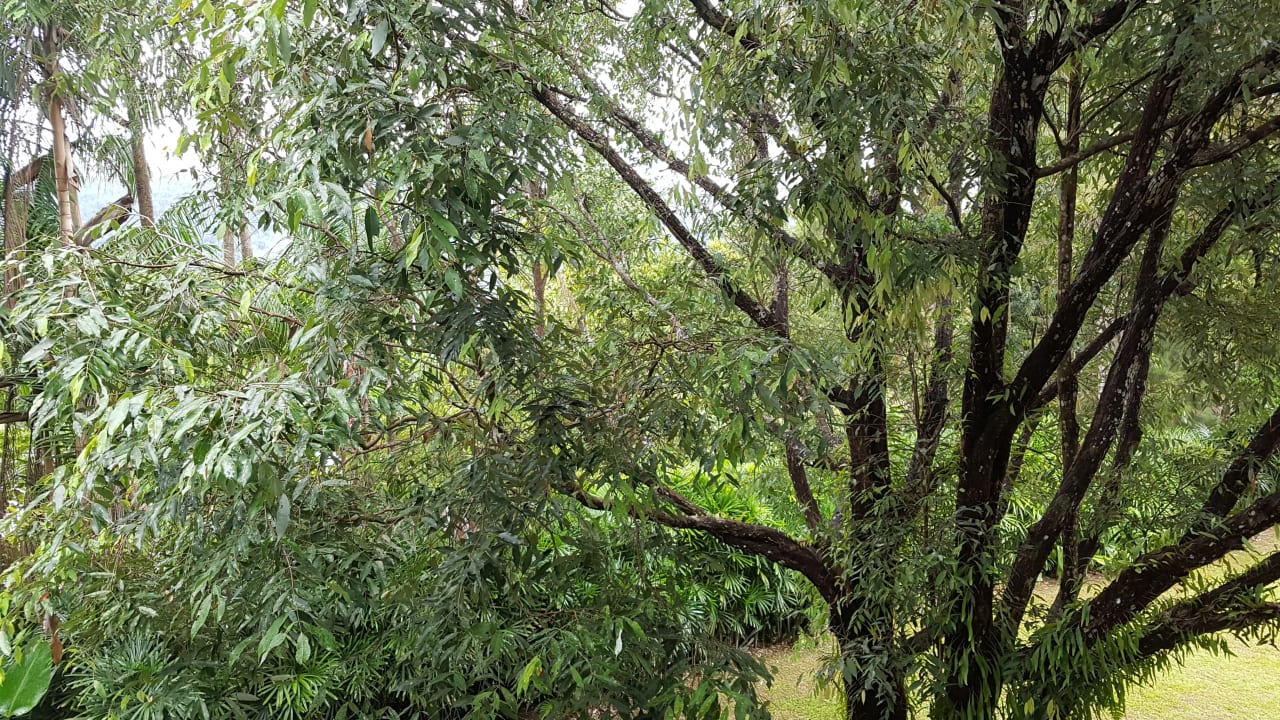 Ausblick Hotel Belum Rainforest Resort