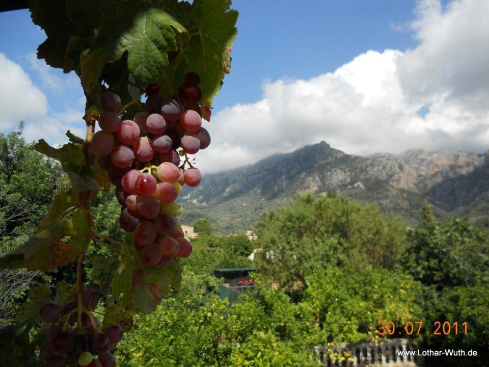 Trauben an der Terrasse  Villa Ideal