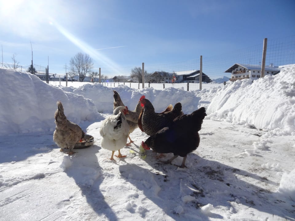 Sonstiges Ferienhof Ortner