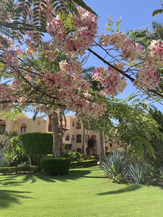 Gartenanlage Steigenberger Coraya Beach - Adults only