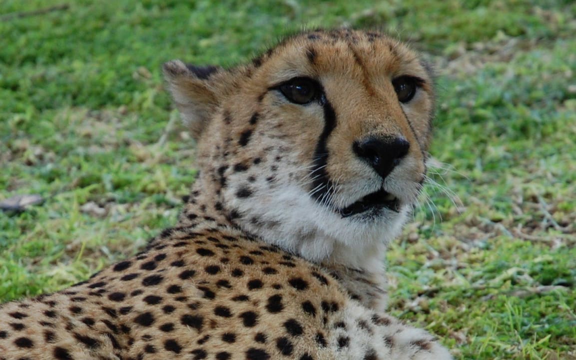 Handzame Cheetah Otjitotongwe Cheetah Lodge