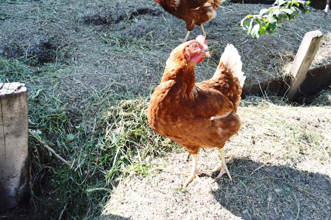 Sonstiges Niedereggerhof - Urlaub auf dem Bauernhof