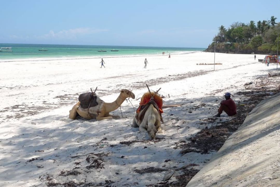 Hotelstrand mit müdem Kamel Hotel Papillon Lagoon Reef