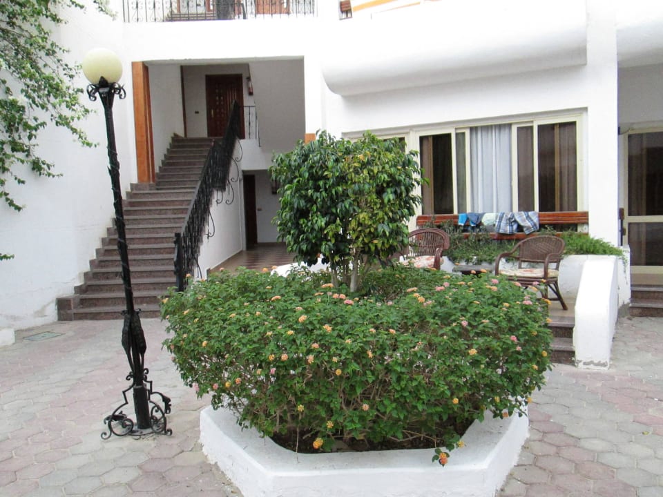 Кустарник Marlin Inn Azur Resort