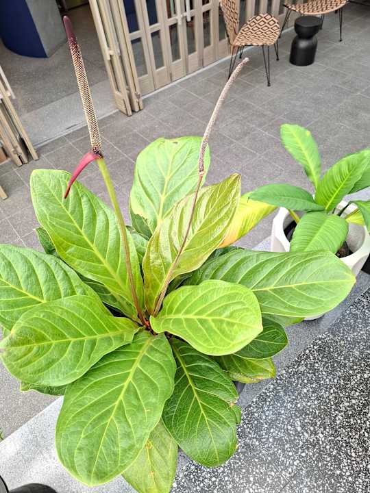 Gartenanlage ASAI Bangkok Chinatown