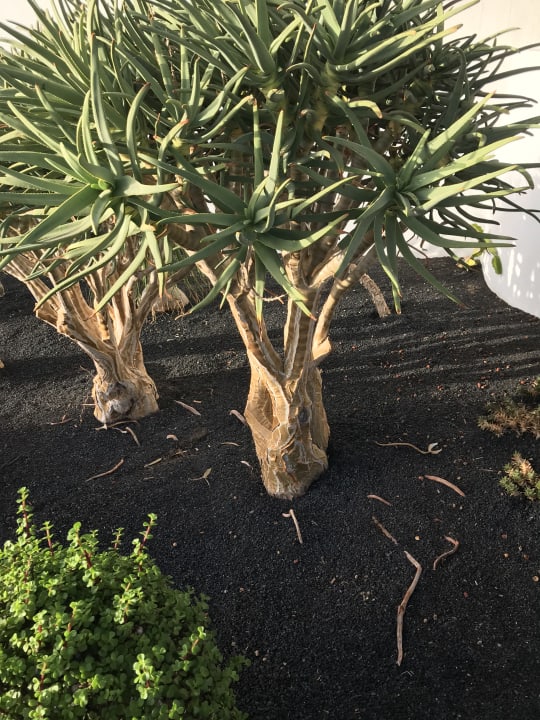 Außenansicht Hotel Las Costas