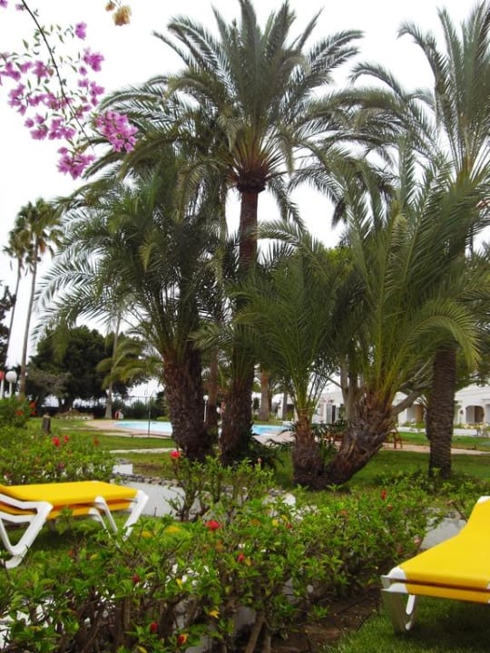 Schön grün Sahara Beach Club