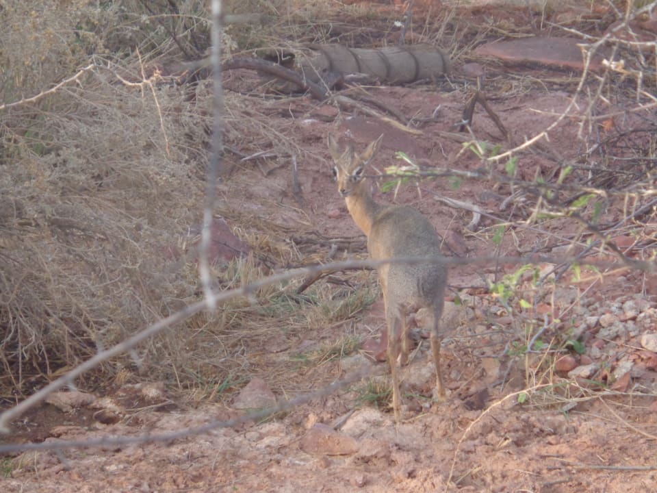Gartenanlage Waterberg Plateau Campsite