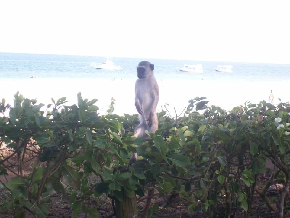 Neugieriger Affe Hotel Papillon Lagoon Reef