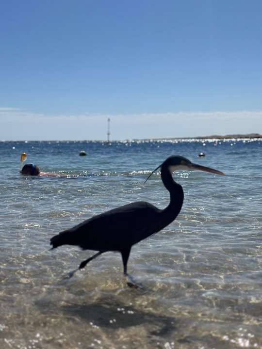Strand Marina Resort Port Ghalib, a member of Radisson Individuals