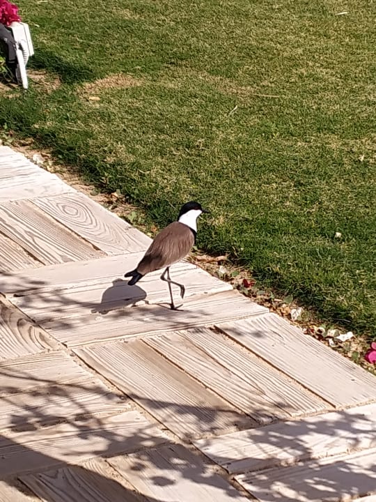 Sonstiges Steigenberger Resort Alaya Marsa Alam - Red Sea - Adults only