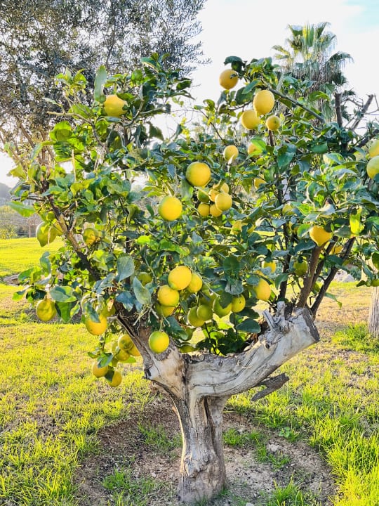 Gartenanlage Pula Golf Resort