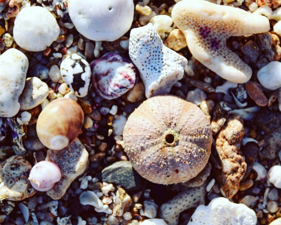 Strand Pickalbatros Sands Hotel - Port Ghalib