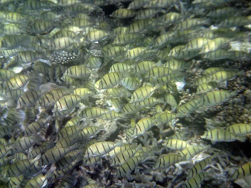 Riff Mirihi Island Resort