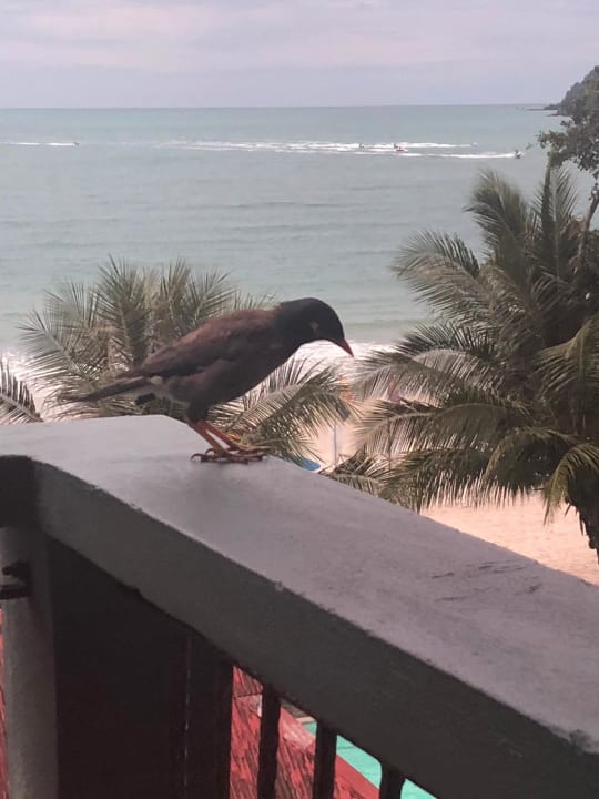 Ausblick Mali-Mali Beach Resort