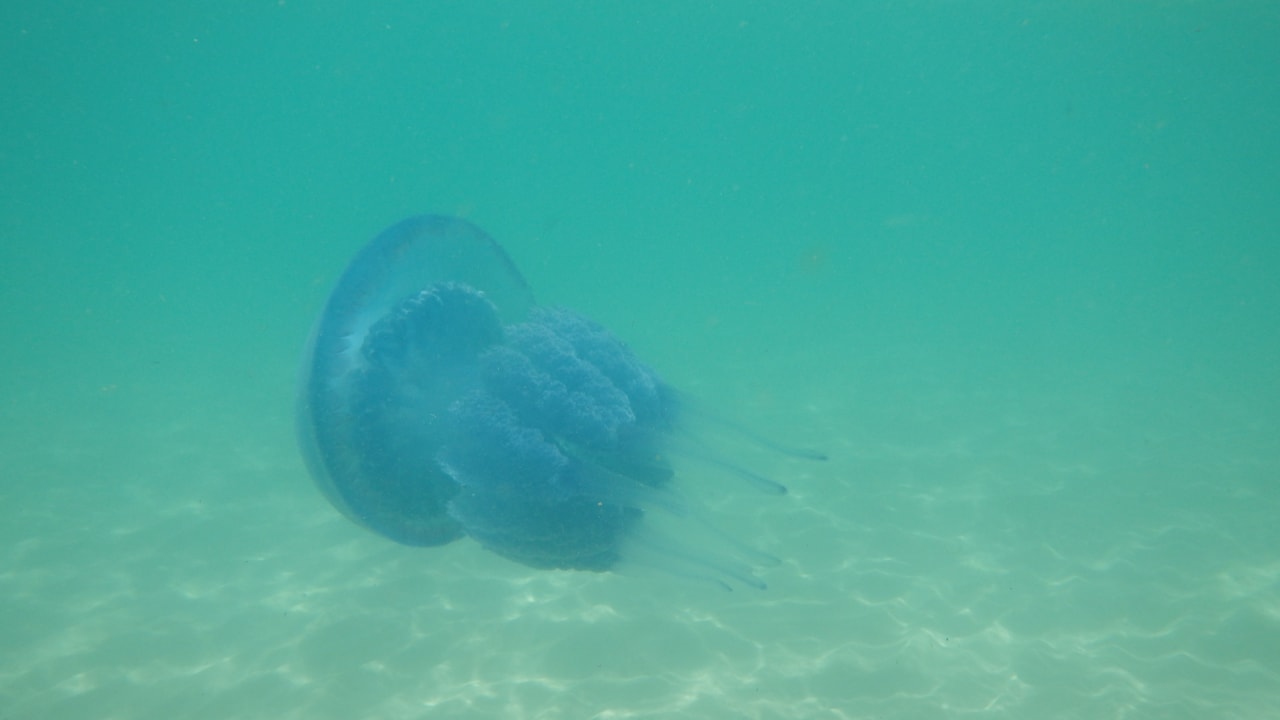 Strand The Orangers Beach Resort and Bungalows