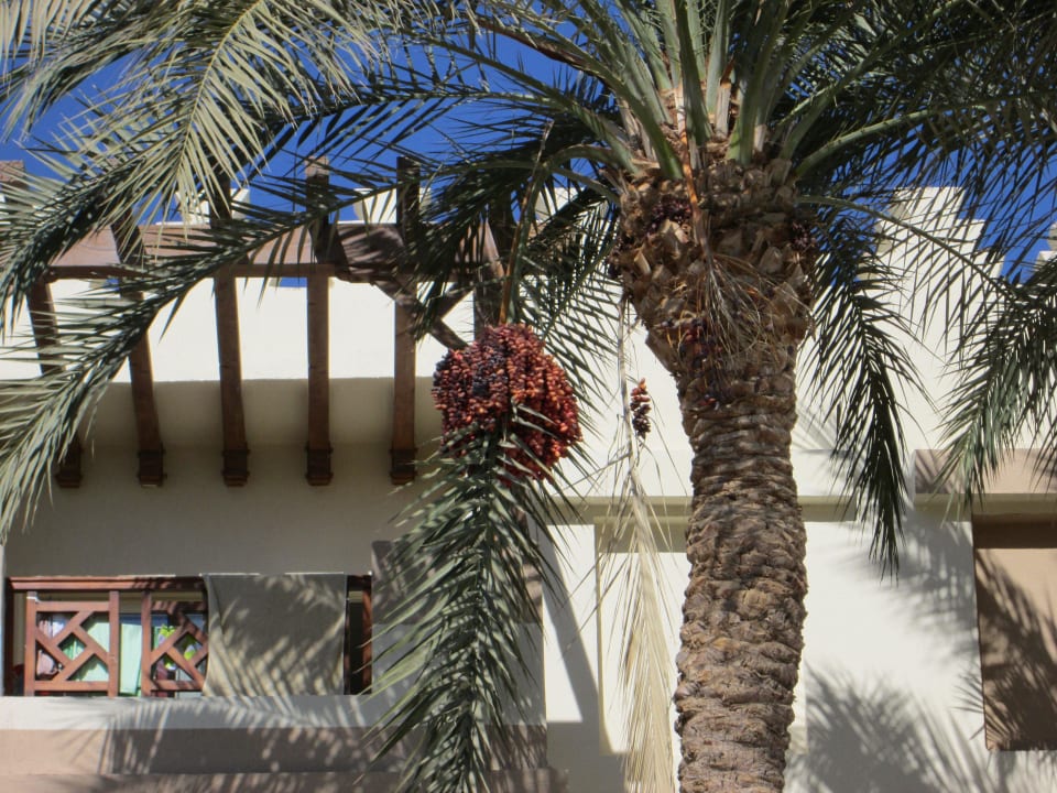 Финики растут Rehana Royal Beach Resort Aqua Park & Spa