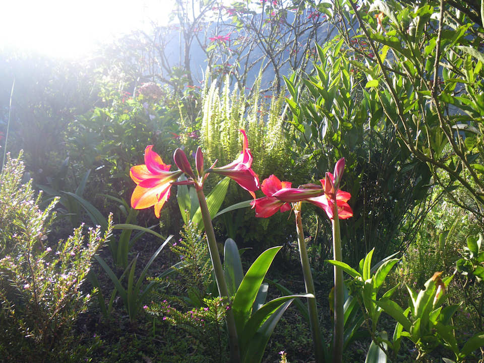 Jardin ecolojico B&B La Casa Amarilla