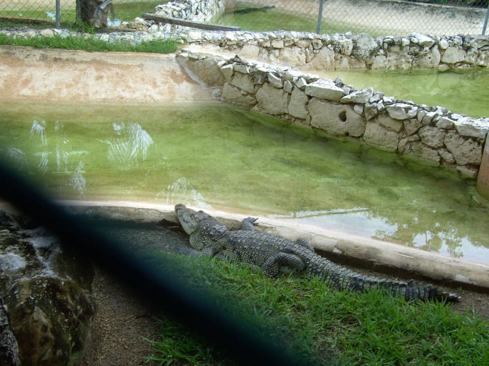 Krokodilgehege Grand Palladium Kantenah Resort & Spa