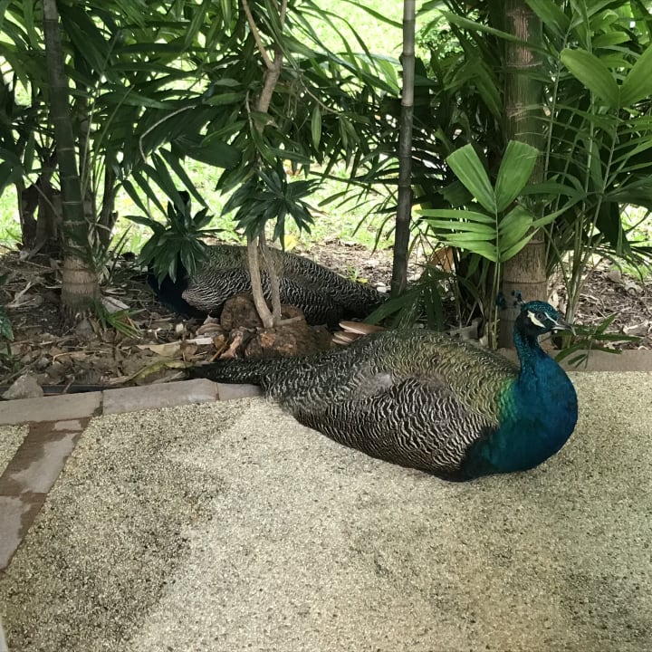 Gartenanlage Royal Orchid Sheraton Hotel & Towers
