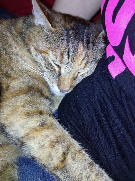 Sonstiges Ferienhof Buchberger