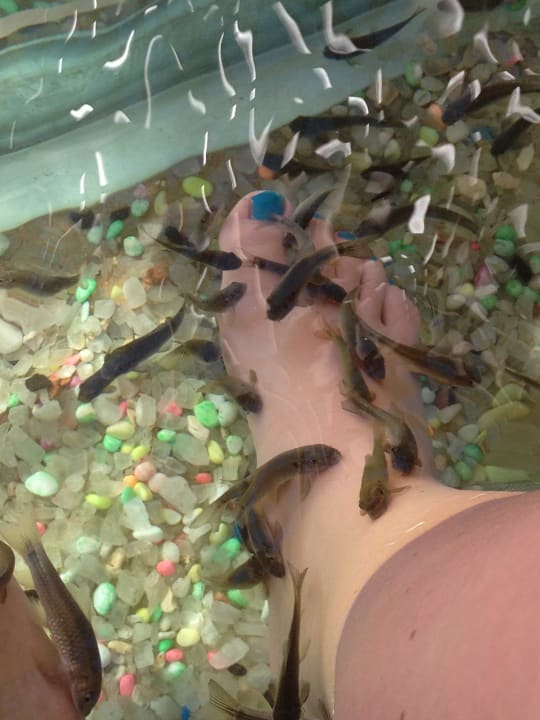 Fish pedicure  Pickalbatros Aqua Park Resort - Hurghada