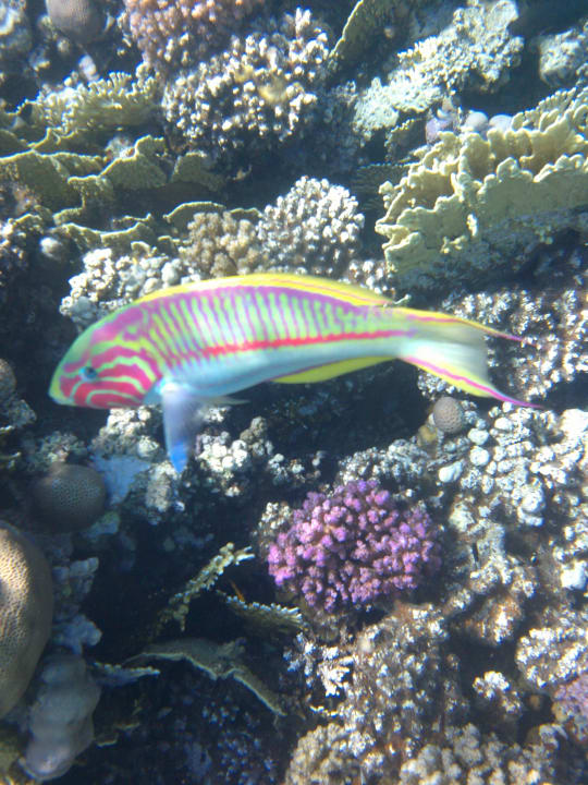 Strand Makadi Spa - Adults only