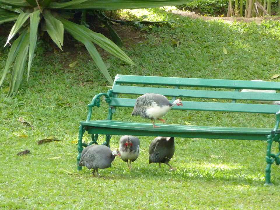 Ständige Begleiter Hotel Spice Village