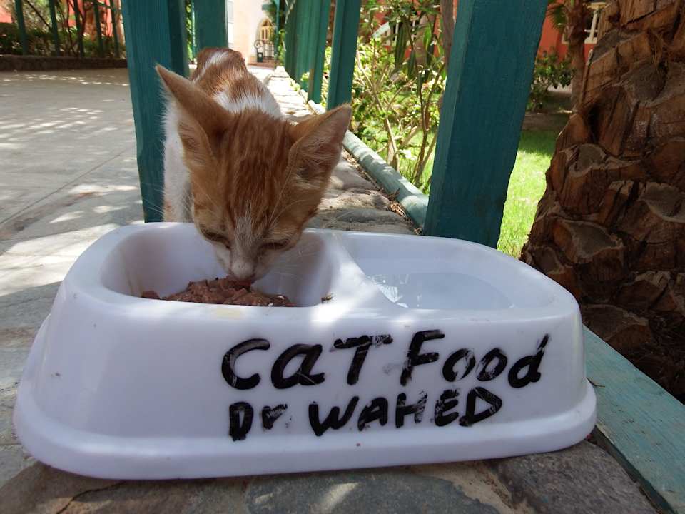 Dr. Reefat's Schützlinge Arabia Azur Resort