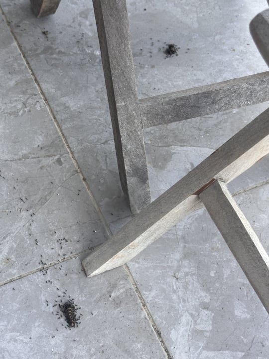 Zimmer Asteria Family Belek