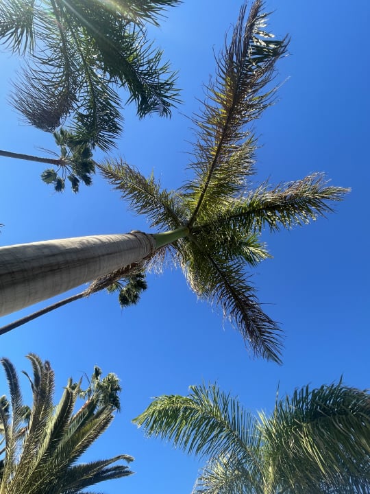 Gartenanlage Hotel Riu Gran Canaria