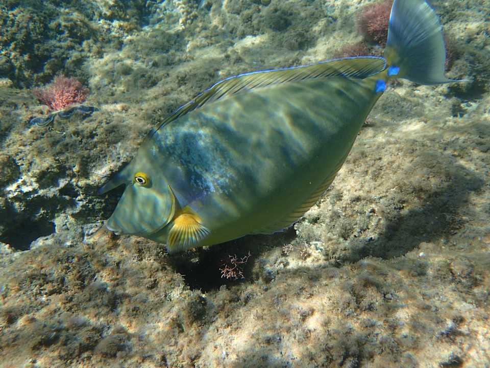 Strand Beach Albatros Resort