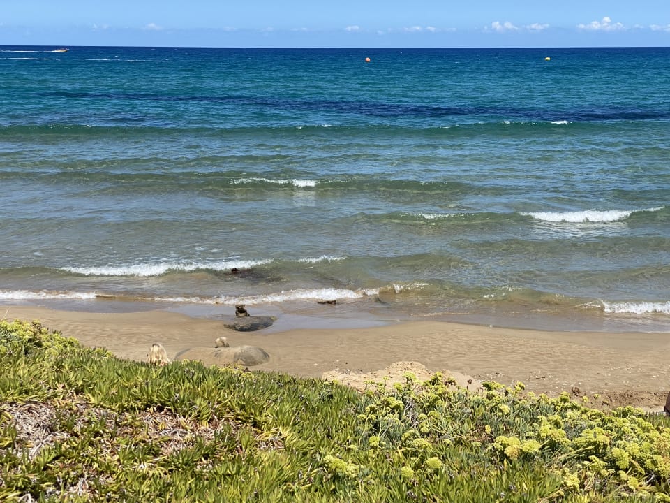 Strand Cactus Mare - Adults only