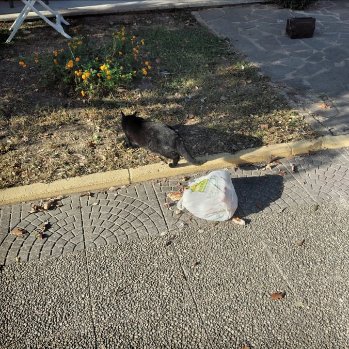 Gartenanlage Aparthotel Oasi Anfiteatro